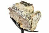 Fossil Mosasaur Jaw Section with Metal Stand - Texas #377880-5